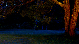 Photographing Fireflies Is Hard.